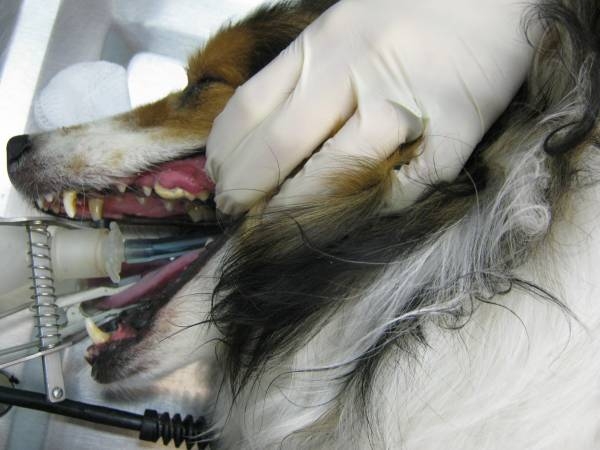 Dog Having Teeth Cleaned
