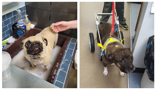 Multiple Dogs - Bathing & "Walking" into Appointment